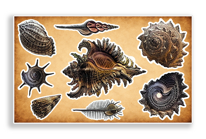 Vintage Seashell Art Nouveau Nature Vinyl Decal Sticker Sheet Journal Planner