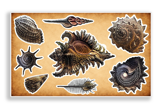 Vintage Seashell Art Nouveau Nature Vinyl Decal Sticker Sheet Journal Planner