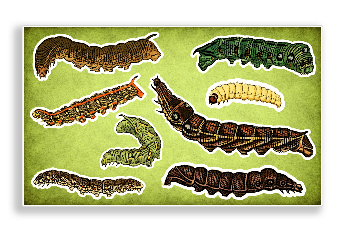 Vintage Caterpillars Entomology Vinyl Decal Sticker Sheet Journal Planner Stickers